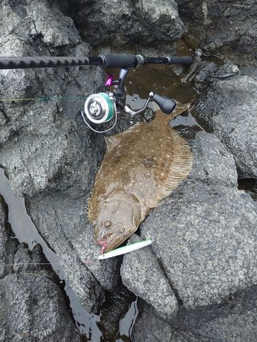 ヒラメの釣果