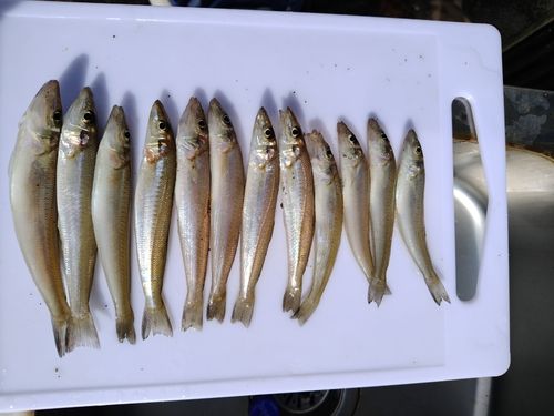 キスの釣果