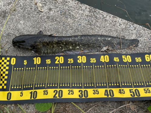 ナマズの釣果