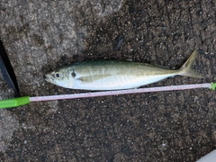 マルアジの釣果