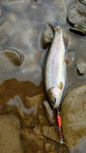 ニジマスの釣果