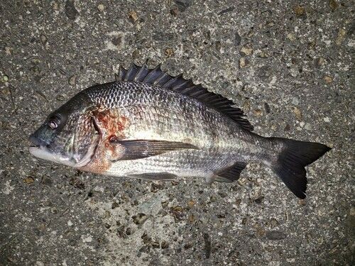 チヌの釣果