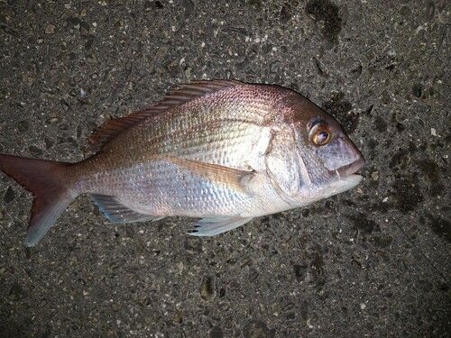 マダイの釣果