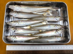 シロギスの釣果