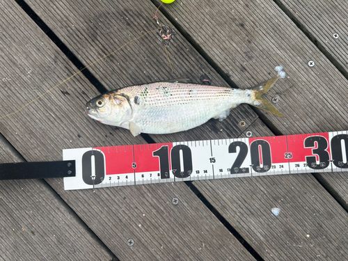 コノシロの釣果