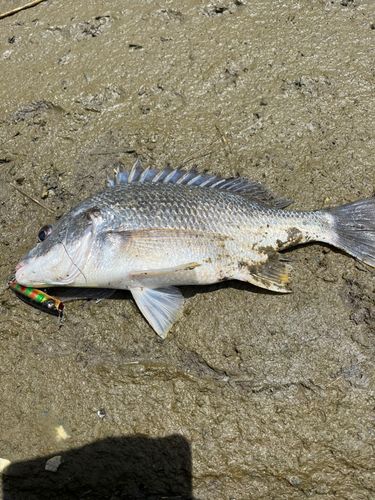 キビレの釣果