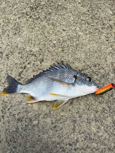キビレの釣果