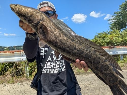 ライギョの釣果