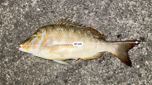ハマフエフキの釣果