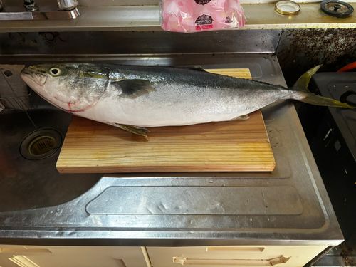 ブリの釣果