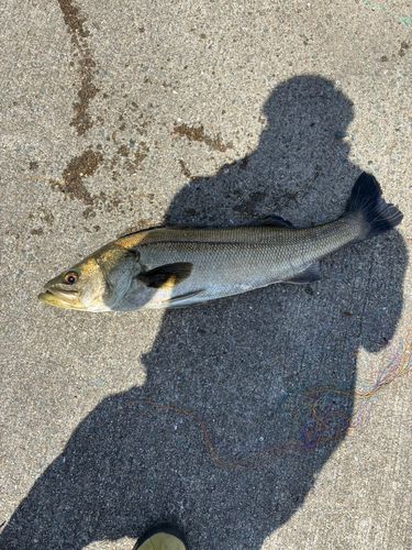 スズキの釣果