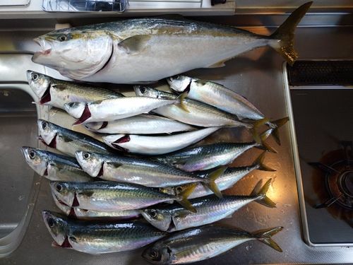 メジロの釣果
