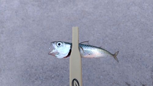 サバの釣果