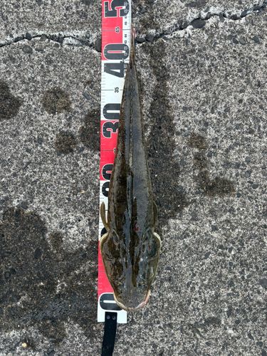 マゴチの釣果