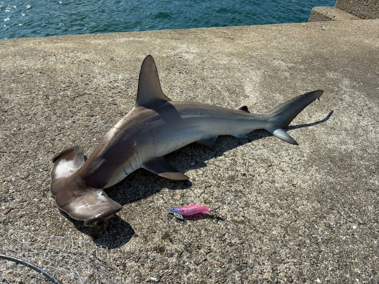 シュモクザメの釣果写真