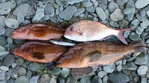 キジハタの釣果