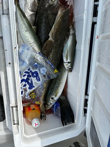 マルアジの釣果