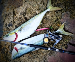 ワラサの釣果