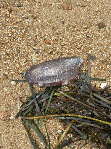 モンゴウイカの釣果