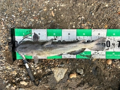 アメリカナマズの釣果