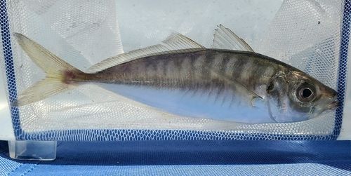 マアジの釣果