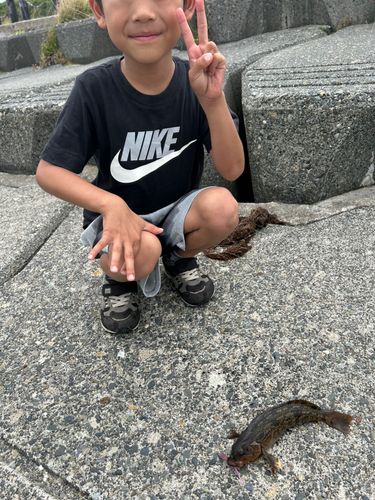 アイナメの釣果