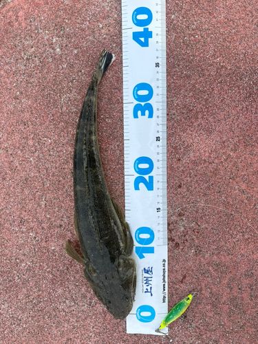マゴチの釣果