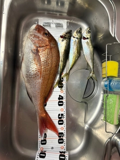 マダイの釣果