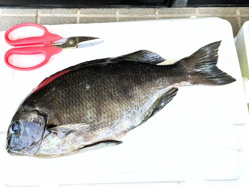 イサキの釣果