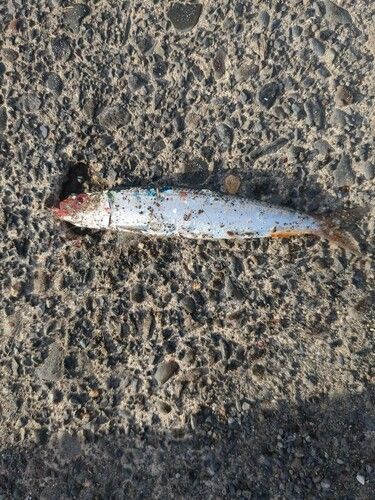 ウルメイワシの釣果
