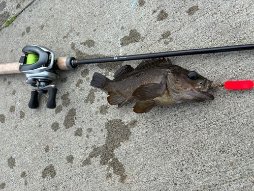 ガヤの釣果