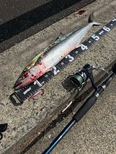 サワラの釣果