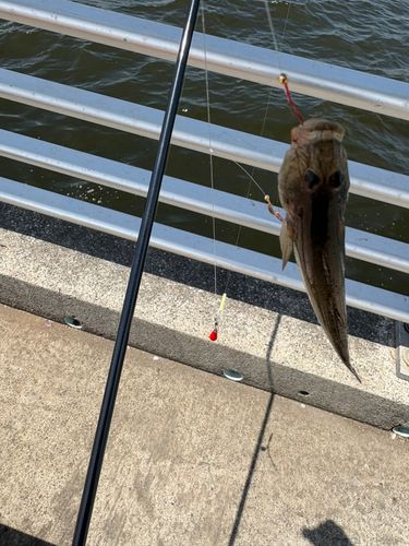 マハゼの釣果
