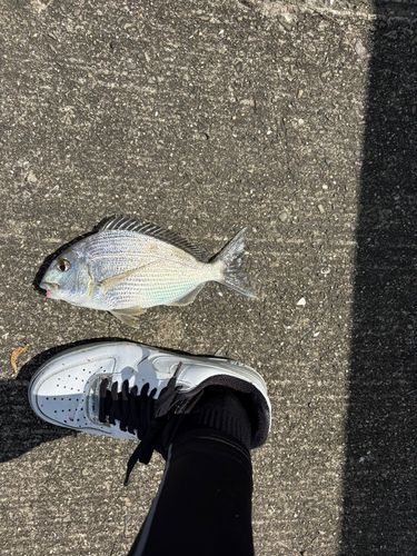 ヘダイの釣果