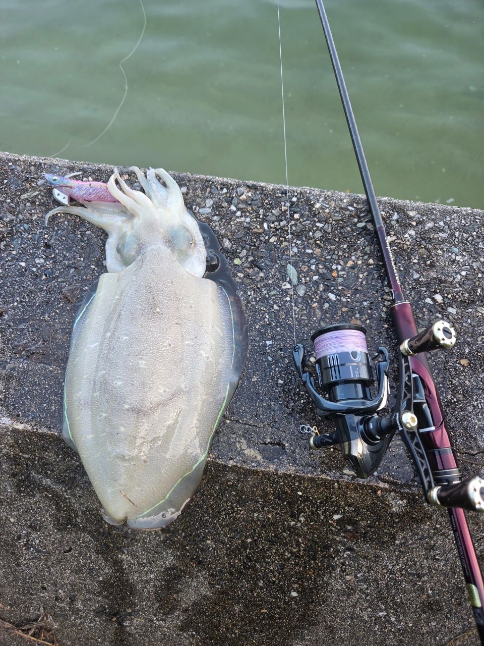 SHIMANO 19セフィア リミテッド S85MLの最安値・インプレ・釣果 | 本音