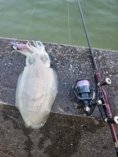 モンゴウイカの釣果