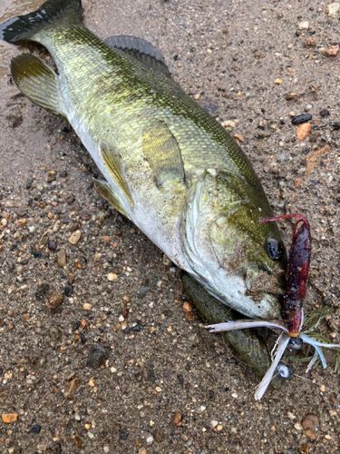スモールマウスバスの釣果