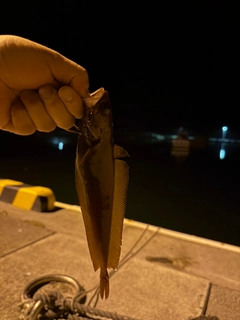 ドンコの釣果