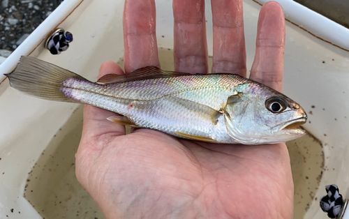シログチの釣果