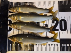 アユの釣果