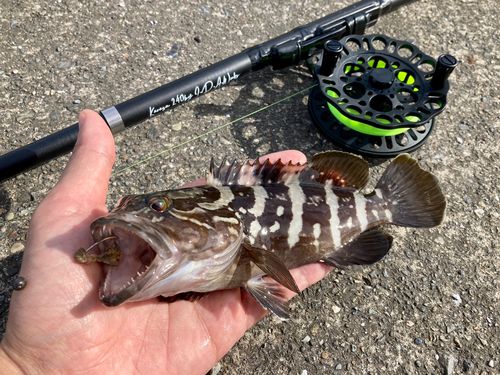 クエの釣果