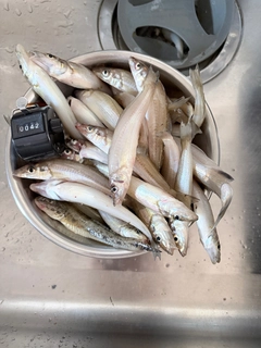 キスの釣果