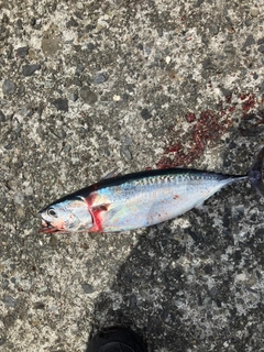 マルソウダの釣果