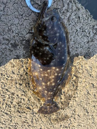 ヒラメの釣果