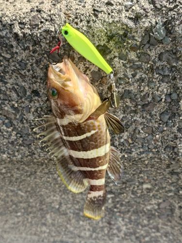 アオハタの釣果