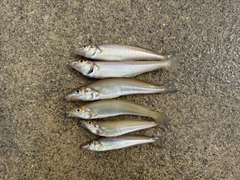 キスの釣果