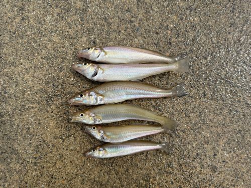 キスの釣果