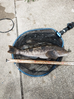 アイナメの釣果