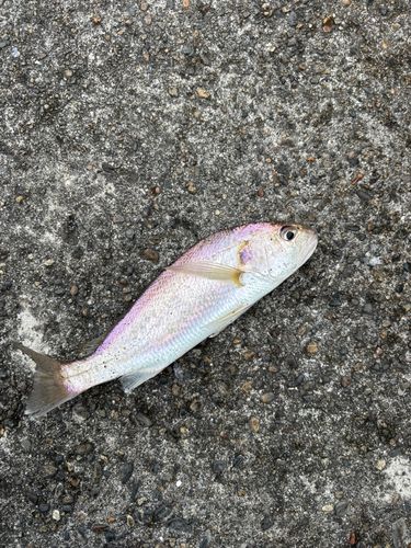 イシモチの釣果