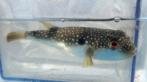 クサフグの釣果